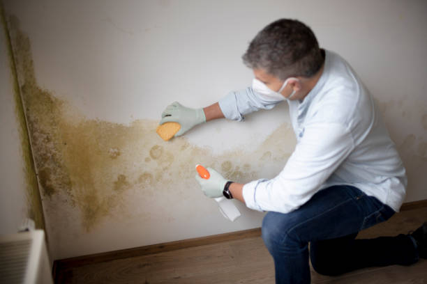 Lake Odessa, MI Mold Removal Company
