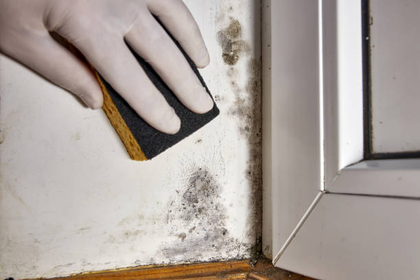 Best Attic Mold Removal  in Lake Odessa, MI